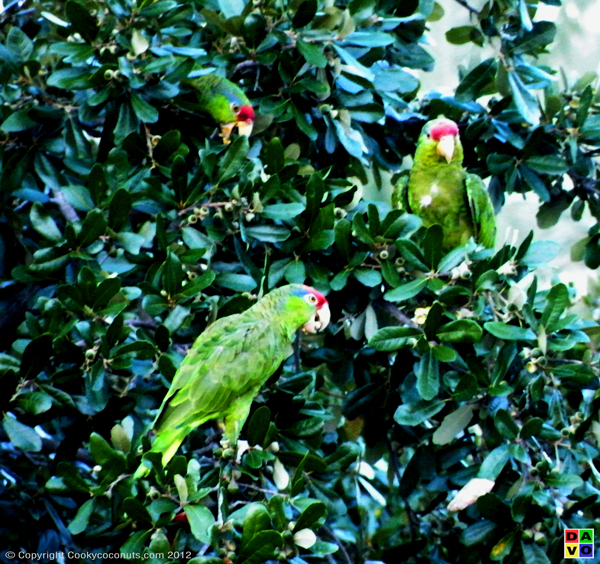 The Parrots in Coconut Trees